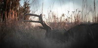 wallapaper trail camera de chasse hd